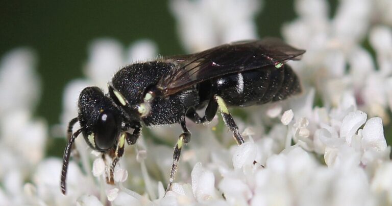 뒷마당 꿀벌 관찰자, 사진가들은 펜실베니아에서 여러 새로운 종을 발견하는 데 도움을 줍니다.
    


