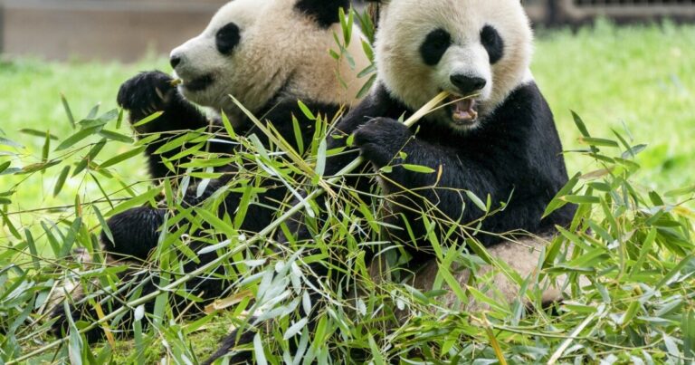 자이언트 팬더가 이번 주에 DC 국립 동물원에 도착할 예정입니다.
    


