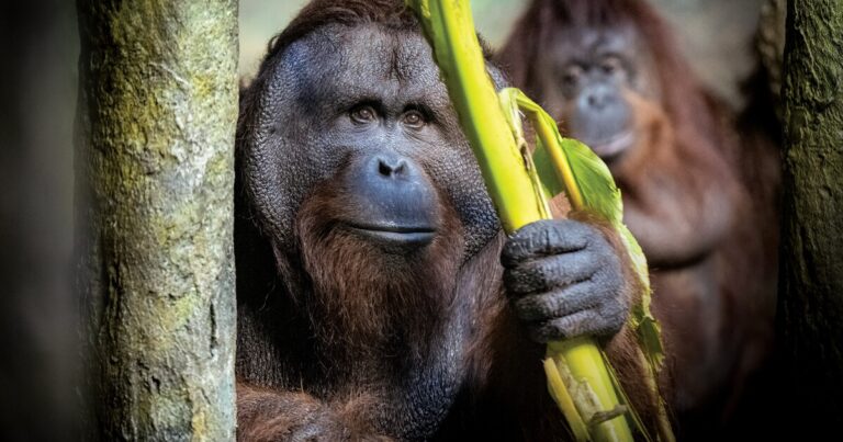 피츠버그 동물원 & 아쿠아리움, 새로운 20년 계획의 첫 번째 단계 발표
    



