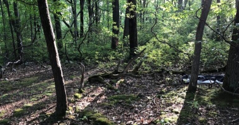 가뭄에 직면한 펜실베니아주, 주립공원과 숲에서 캠프파이어 금지
    


