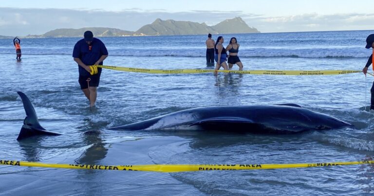 뉴질랜드인들이 해변에 꼬투리가 좌초된 후 약 30마리의 고래를 구하는 데 도움을 주었습니다.
    



