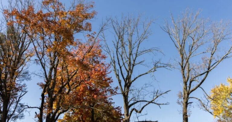 당신이 사랑하는 나무는 좀비인가요? Pa. 수목 재배가들이 확인해 보라고 하더군요
    


