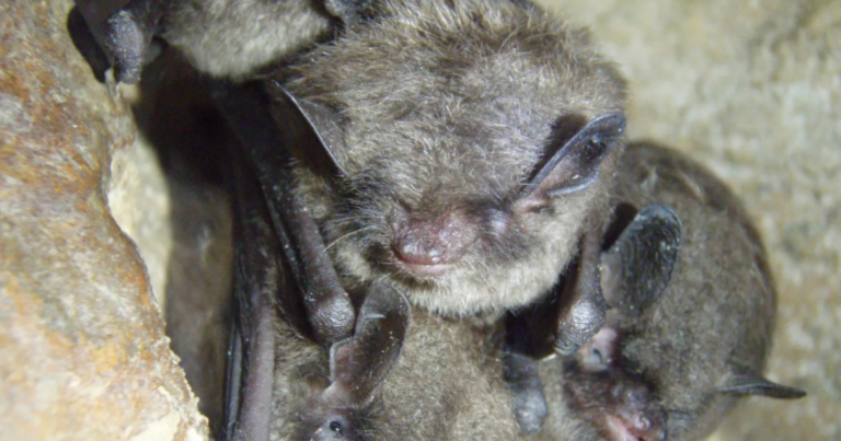 새로운 보존 계획은 멸종 위기에 처한 Pa. 박쥐를 서식지 손실로부터 보호하는 것을 목표로 합니다.
    


