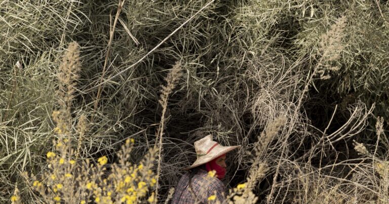 이스라엘 북부에서는 이주노동자들이 헤즈볼라의 총격을 받는 가운데 농사를 짓고 있다.
    


