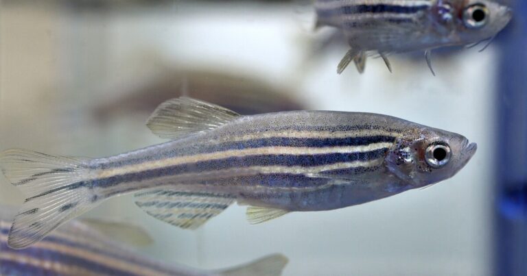 피츠버그 대학교 스타트업, 제브라피시로 상처 치료 혁신을 원하다
    


