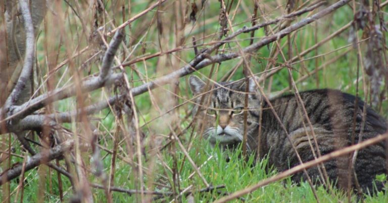피츠버그의 무료 중성화 프로그램이 새로운 규칙으로 돌아올 예정
    



