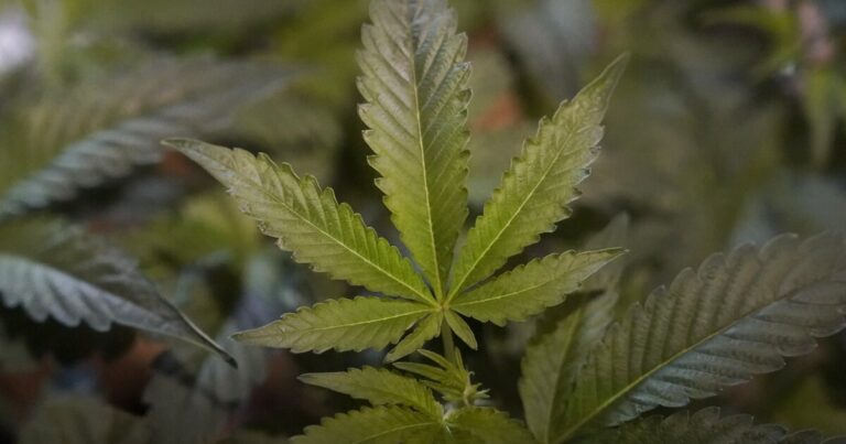 해리스버그에서 기호용 마리화나 법안이 정체되면서 '종석 상태'가 더 이상 다가오지 않습니다.
    


