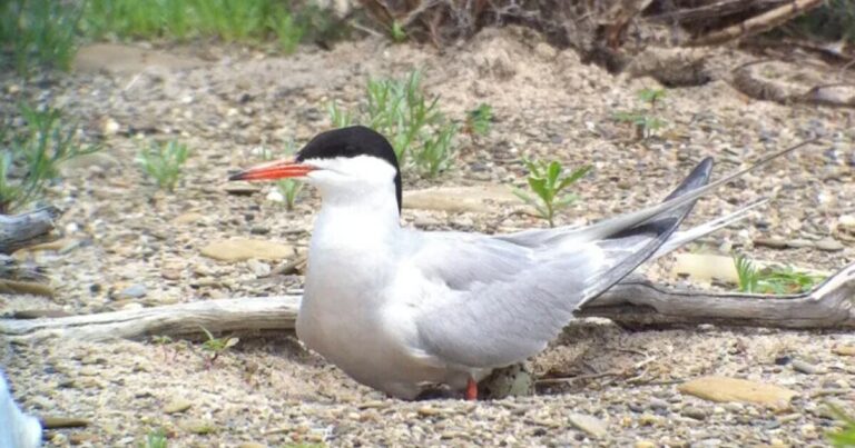 60년 만에 프레스크 아일 주립공원(Presque Isle State Park)에서 일반 제비갈매기 번식에 성공
    


