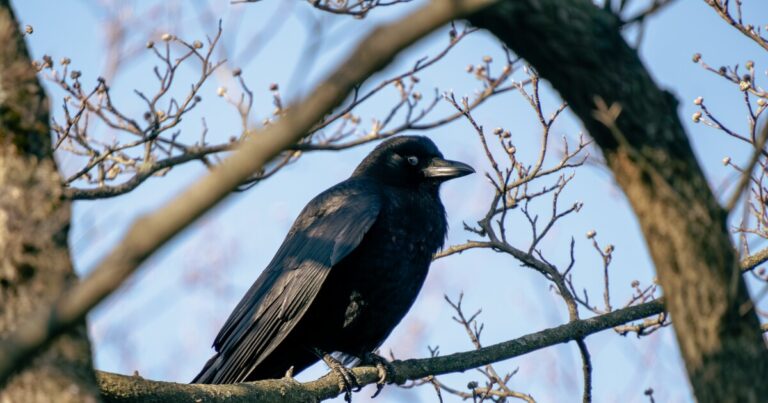 Audubon Christmas Bird Count가 이번 달에 시작됩니다
    


