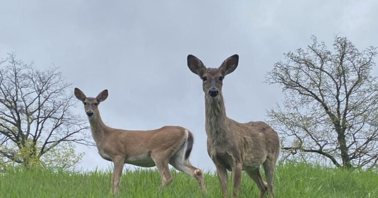 일부 시골 PA 기업에서는 사슴 사냥 시즌의 첫날을 변경하고 싶어합니다.
    


