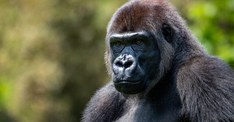 피츠버그 동물원에서 동물과 관리인이 동물의 죽음을 다루는 방법
    


