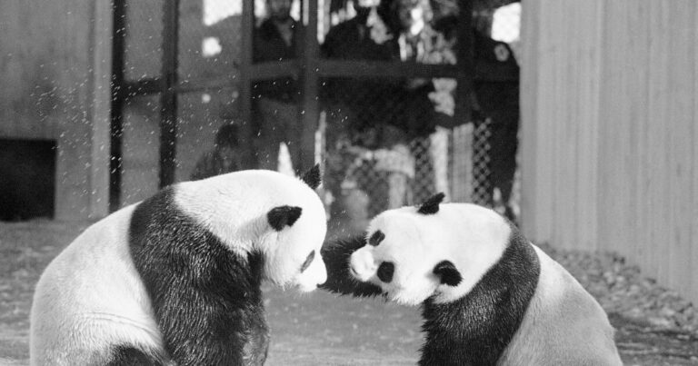 DC에서 새로운 판다의 데뷔는 중국 '판다 외교'의 최신 장을 의미합니다.
    


