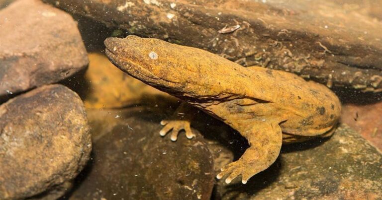 Pa.의 공식 양서류인 이스턴 헬벤더(Eastern hellbender)에 대한 멸종 위기 상태 제안
    


