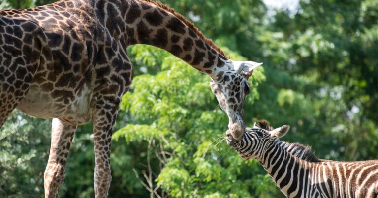다리 뼈 상태 악화돼 피츠버그 동물원 & 수족관에서 암컷 기린 안락사
    


