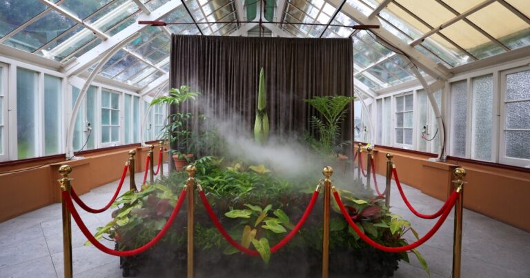 대기 중 악취가 있지만 시드니는 곧 'Corpse Flower'의 향기를 즐길 수 있습니다.
    


