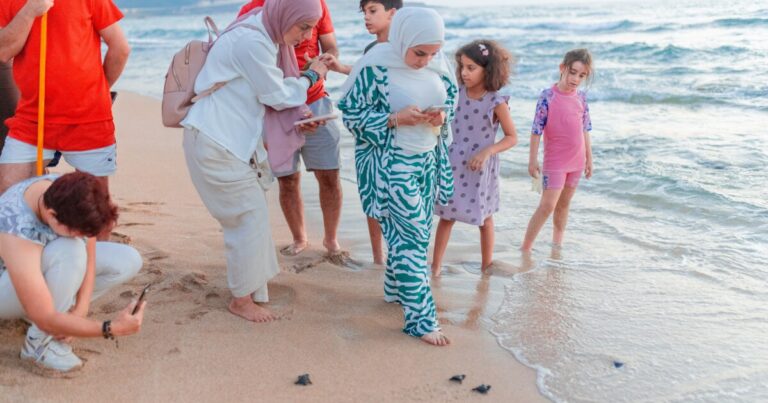 레바논에서 이스라엘 전쟁의 또 다른 사상자 : 멸종 위기에 처한 거북이를 구하려는 노력
    


