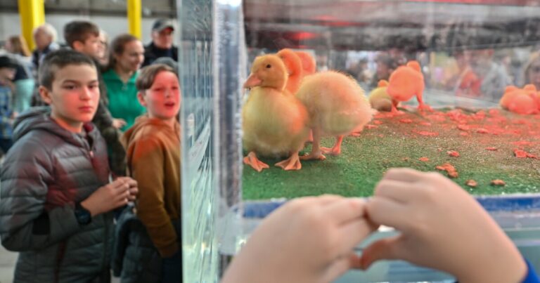 조류 독감 사례가 2025년에 다시 발생하고 있습니다. 펜실베니아의 계획은 무엇입니까?
    


