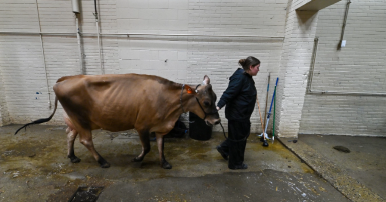 펜실베니아 농장 쇼에서 강조된 농업 지역 사회의 자살 예방
    


