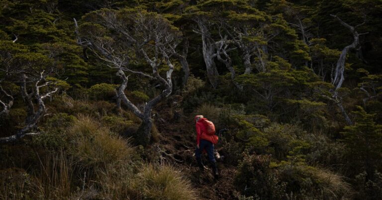 한 미국 환경보호론자의 활동이 칠레의 자연 보호를 돕는 방법
    


