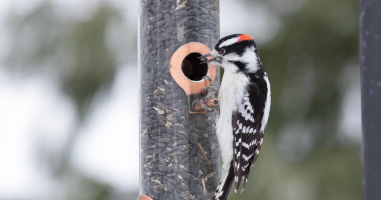 'Great Backyard Bird Count'펜실베니아에서 조류 행동을 모니터링합니다
    


