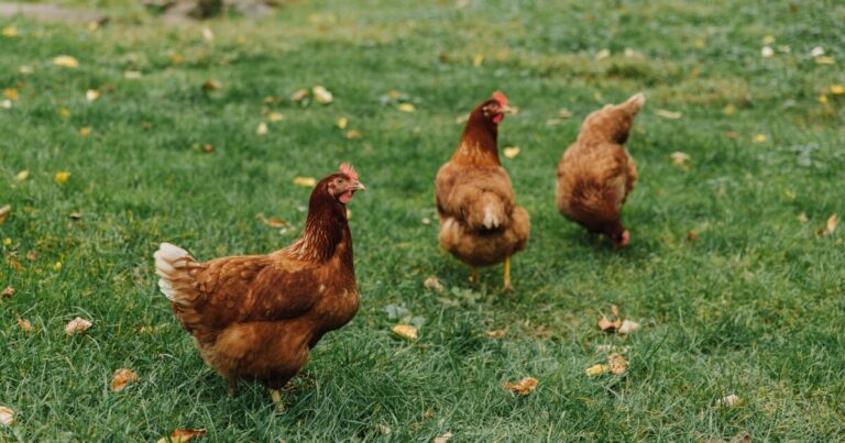 PA의 증가에 대한 조류 독감 사례. 주정부가 테스트를 확장함에 따라 격리 노력
    


