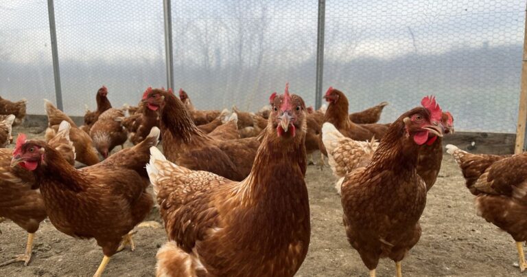 Pa. Dept. of Agriculture는 2025 년의 주 최초의 긍정적 인 조류 독감 사례를 확인합니다.
    


