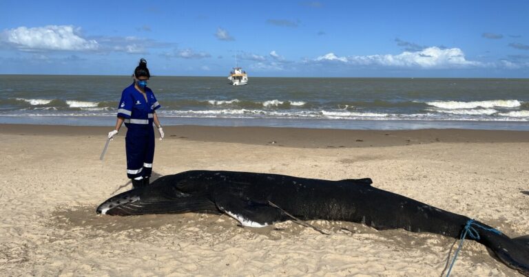 '머리를 줘!' 신경 과학자는 브라질에서 고래와 돌고래 연구에 영감을줍니다
    



