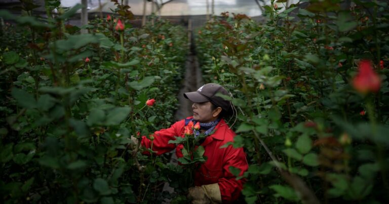 발렌타인 데이의 진실
    


