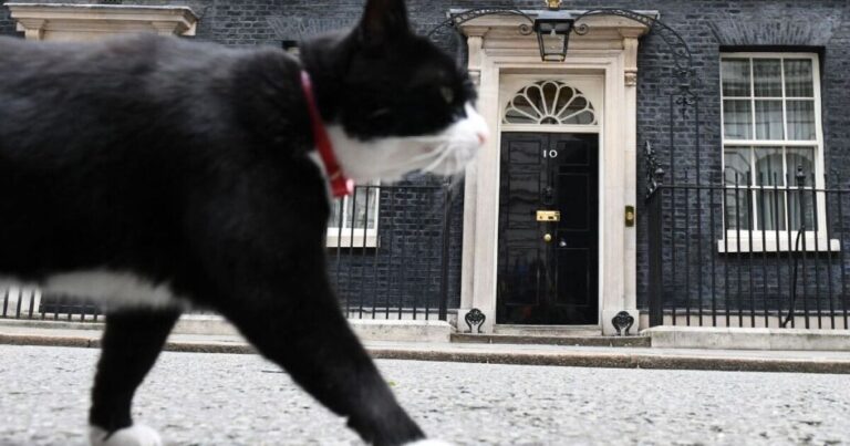 영국의 외무부 고양이 Palmerston은 버뮤다에서 근무하기 위해 나타납니다.
    


