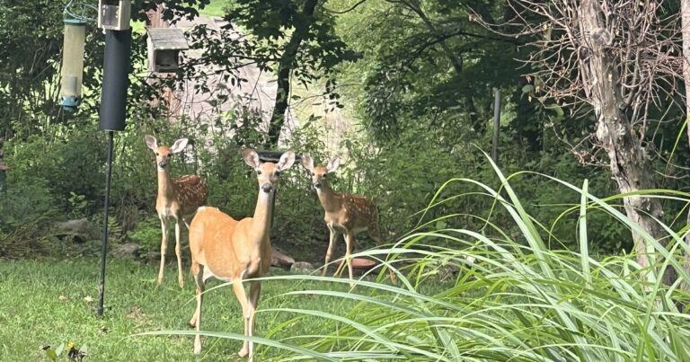 피츠버그시 사슴 양궁 프로그램에 대한 결과
    


