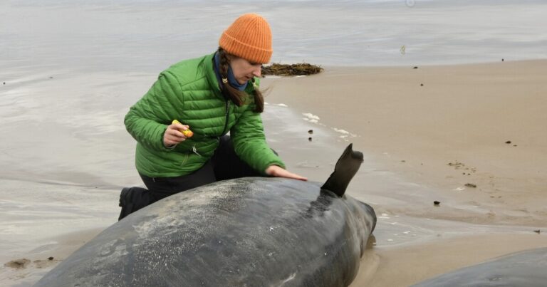 호주의 태즈 매니아 주 해변에 150 개가 넘는 거짓 살인자 고래
    



