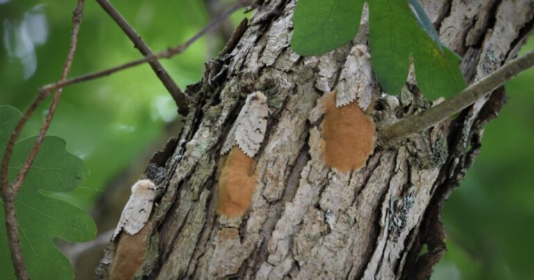 Pa. Foresters는 오크 살해 스폰지 나방과 싸우는 토지 소유자에게 돌립니다.
    


