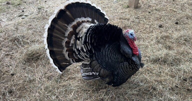 공무원은 조류 독감이 다른 주에서 인간에게 퍼짐에 따라 펜실베니아에서 예방 조치를 취합니다.
    


