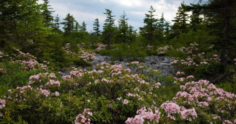 보수 주의자들은 연방 직원의 해고에 대한 경보를 높입니다
    



