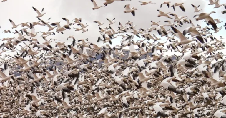 새 독감도 야생 조류와 포유류를 죽이고 있습니다
    


