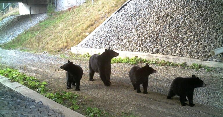 새로운 보고서는 더 많은 Pa. Wildlife Corridor 프로젝트를 옹호합니다
    


