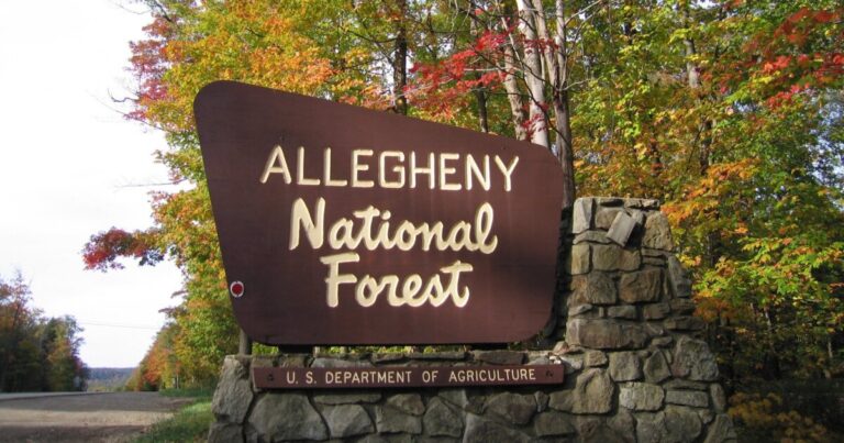 Allegheny National Forest는 트럼프 하에서 더 많은 벌목을 볼 수 있다고 현지 관리들은 희망
    


