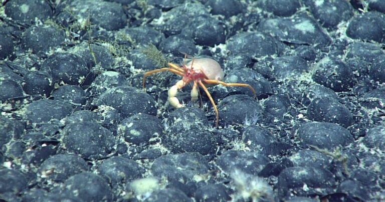 세계에는 심해 채굴을위한 룰북이 없습니다. 한 회사는 어쨌든 앞으로 나아가고 있습니다
    


