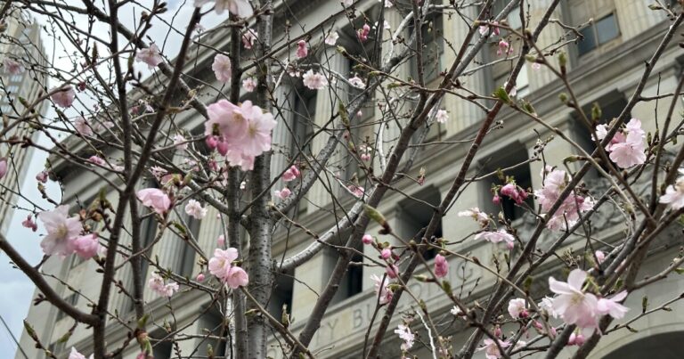 피츠버그 시의회
    


