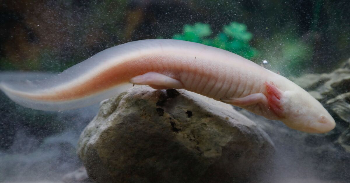 멕시코 습지에서는 캡 티브 자료 axolotls가 번성한다고 연구원들은 밝혔다