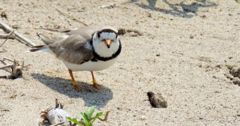 멸종 위기 종법에 대한 개정안은 야생 동물에게 의미 할 수 있습니다.
    


