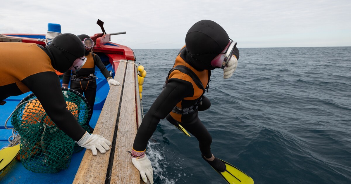 제주 섬의 모든 여성 무료 다이버는 유전자에 '초강력'이 있습니다.