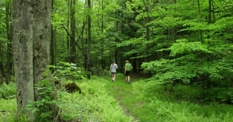 Allegheny National Forest는 올해 수백만 개의 보드 피트로 벌목을 늘릴 것입니다.
    


