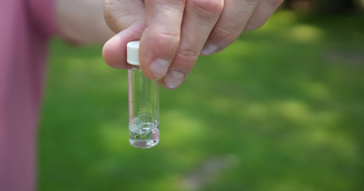 Pennsylvania 연구원은 진드기 인구와 관련 질병이 똑딱 거리는 소리를 봅니다.