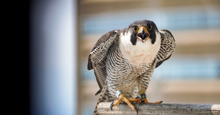 Pitt Falcon Fledglings는 Learning Coop의 성당을 날지 만 오클랜드에서 남아있을 것입니다.
    


