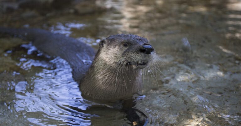 서부 펜실베이니아의 강 수달 : 환경 성공 사례
    


