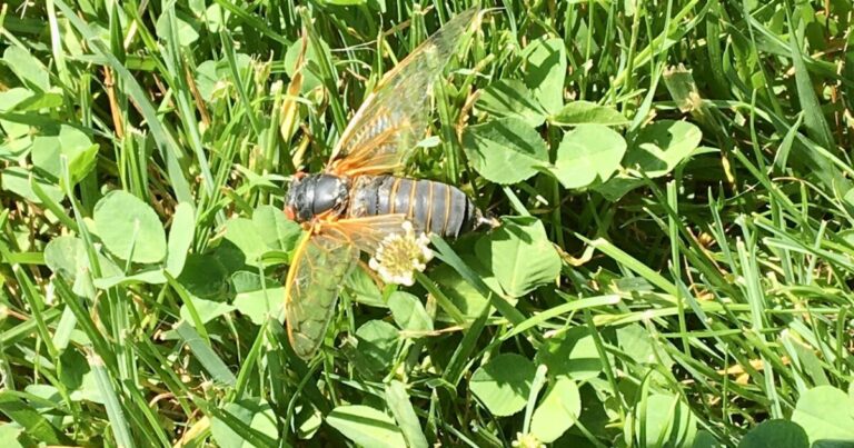 시카다가 돌아 왔습니다. Brood XIV는 펜실베이니아의 일부에서 나타날 것으로 예상됩니다

