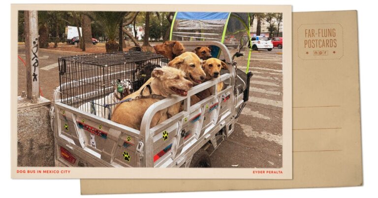 이 개들이 학교를 오가는 버스를 타는 멕시코 시티에서 인사
