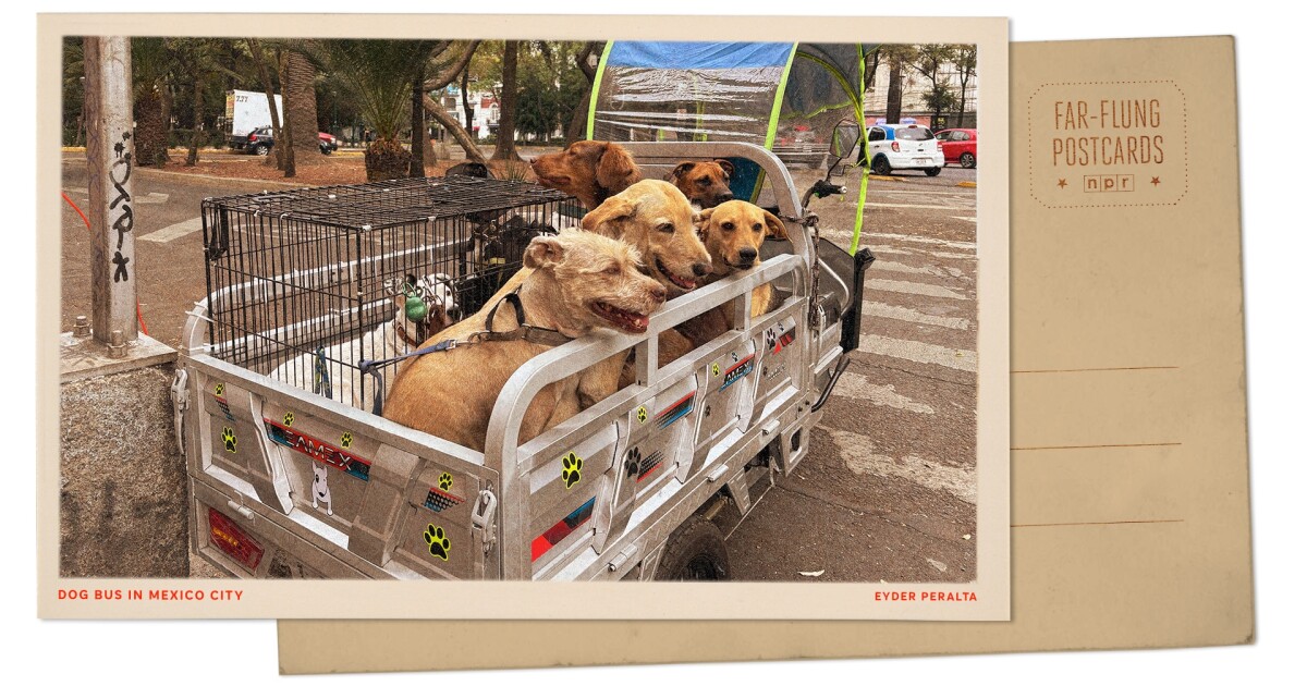 이 개들이 학교를 오가는 버스를 타는 멕시코 시티에서 인사