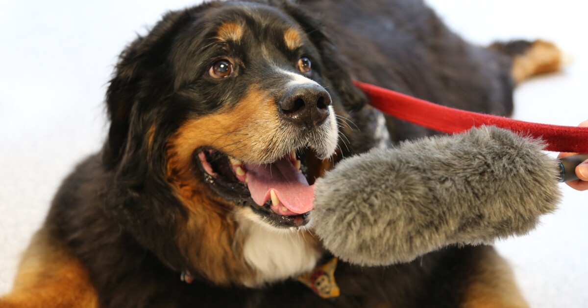 피츠버그 공항의 강아지는 바쁜 여름 여행 중에 발을 가져옵니다.